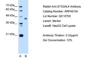 ST3GAL4 antibody used at 0. (ST3GAL4 抗体  (Middle Region))