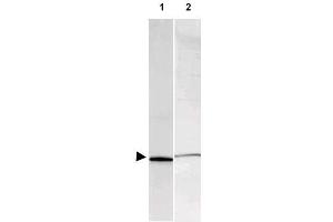 Image no. 3 for anti-S100 Calcium Binding Protein A1 (S100A1) antibody (ABIN401026) (S100A1 抗体)