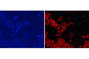 Immunofluorescence analysis of 293T cells using DiMethyl-Histone H3-K9 Polyclonal Antibody