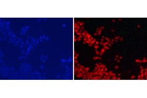 Immunofluorescence analysis of 293T cells using DiMethyl-Histone H3-K9 Polyclonal Antibody (Histone 3 抗体  (2meLys9))