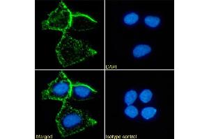 Immunofluorescence staining of MCF7 cells using anti-carcinoembryonic antigen A5B7 Immunofluorescence analysis of paraformaldehyde fixed MCF7 cells stained with the chimeric mouse IgG version of A5B7 (ABIN7072525) at 10 μg/mL followed by Alexa Fluor® 488 secondary antibody (2 μg/mL), showing membrane staining. (Recombinant CEA 抗体)