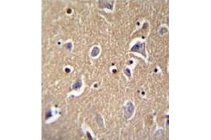 Immunohistochemistry analysis in formalin fixed and paraffin embedded human brain tissue reacted with FBXO21 Antibody (C-term) followed by peroxidase conjugation of the secondary antibody and DAB staining. (FBXO21 抗体  (C-Term))