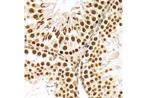 Immunohistochemistry (IHC) image for anti-Histone 3 (H3) (C-Term) antibody (ABIN3023243)