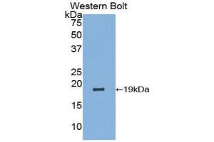 Western blot analysis of the recombinant protein. (LALBA 抗体  (AA 20-159))