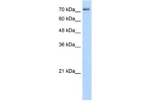 WB Suggested Anti-SFPQ Antibody Titration:  5. (SFPQ 抗体  (Middle Region))