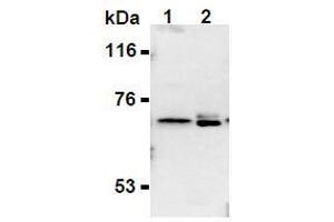 Western Blotting (WB) image for anti-Synaptotagmin II (SYT2) (AA 1-20), (N-Term) antibody (ABIN1449191) (SYT2 抗体  (N-Term))