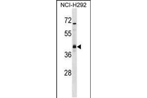 Western blot analysis in NCI-H292 cell line lysates (35ug/lane). (UTF1 抗体  (AA 101-129))