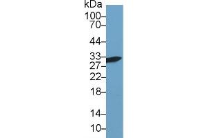 Western Blot; Sample: Human Hela cell lysate; Primary Ab: 1µg/ml Rabbit Anti-Mouse GAL3 Antibody Second Ab: 0. (Galectin 3 抗体  (AA 2-264))