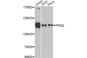 Western blot analysis of extracts of various cell lines, using PMS2 antibody (ABIN6292715) at 1:1000 dilution. (PMS2 抗体)