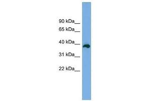 Western Blot showing DEDD2 antibody used at a concentration of 1-2 ug/ml to detect its target protein. (DEDD2 抗体  (Middle Region))