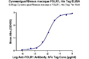 Immobilized Cynomolgus/Rhesus macaque FOLR1, His Tag at 0. (FOLR1 Protein (AA 25-233) (His tag))