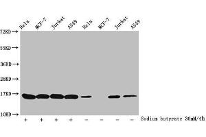 Western Blot Detected samples: Hela whole cell lysate, MCF-7 whole cell lysate, Jurkat whole cell lysate, A549 whole cell lysate, Untreated (-) or treated (+) with 30 mM sodium butyrate for 4h All lanes: HIST1H3A antibody at 1:100 Secondary Goat polyclonal to rabbit IgG at 1/40000 dilution Predicted band size: 16 kDa Observed band size: 16 kDa (HIST1H3A 抗体  (acLys27))