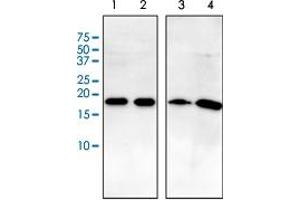 Western Blot analysis of (1) HeLa cell lysate, (2) HepG2 cell lysate, (3) brain tissue lysate and (4) MCF cell lysate. (ARF1 抗体)