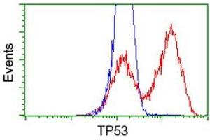 HEK293T cells transfected with either RC200003 overexpress plasmid (Red) or empty vector control plasmid (Blue) were immunostained by anti-TP53 antibody (ABIN2454669), and then analyzed by flow cytometry. (p53 抗体)