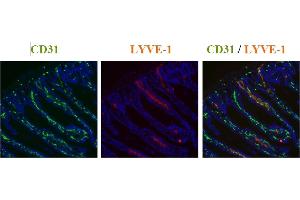 Staining of mouse colon using a CD31 antibody (green) and Lyve-1 antibody (red). (LYVE1 抗体  (AA 24-226))