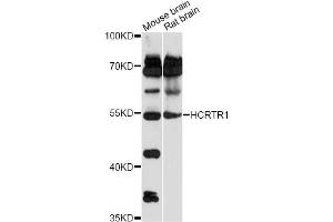 Western blot analysis of extracts of various cell lines, using HCRTR1 antibody (ABIN6292981) at 1:1000 dilution. (HCRTR1 抗体)