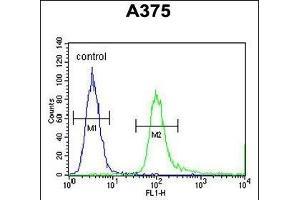 SPDYE3 Antibody (Center) (ABIN654315 and ABIN2844097) flow cytometric analysis of  cells (right histogram) compared to a negative control cell (left histogram). (SPDYE3 抗体  (AA 455-483))