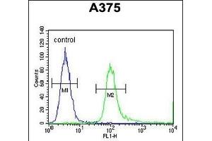 SPDYE3 Antibody (Center) (ABIN654315 and ABIN2844097) flow cytometric analysis of  cells (right histogram) compared to a negative control cell (left histogram). (SPDYE3 抗体  (AA 455-483))