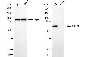 Western blotting analysis using NELFB antibody (ABIN7798110). (Recombinant COBRA1 抗体)