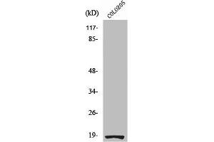 Western Blot analysis of COLO205 cells using Ribosomal Protein S27L Polyclonal Antibody (RPS27L 抗体  (N-Term))