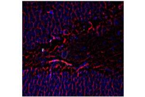 Immunohistochemistry - Mouse Anti-Tubulin B III antibody Immunohistochemistry of Mouse Anti-Tubulin ß III antibody. (TUBB3 抗体)