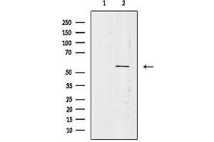 Western blot analysis of lysates from Rat spleen, using VEZF1 Antibody.