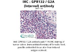 Image no. 1 for anti-G Protein-Coupled Receptor 132 (GPR132) (Internal Region) antibody (ABIN1734932) (G Protein-Coupled Receptor 132 抗体  (Internal Region))