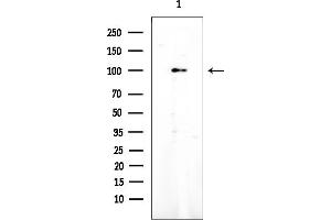 anti-Breast Cancer Anti-Estrogen Resistance 1 (BCAR1) (Internal Region) antibody
