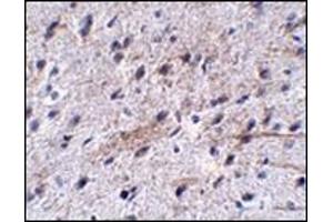 Immunohistochemistry of LRFN5 in mouse brain tissue with this product at 5 μg/ml. (LRFN5 抗体  (C-Term))
