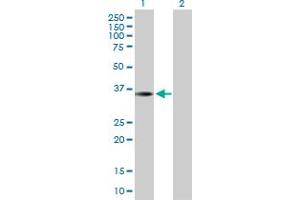 Western Blot analysis of THAP10 expression in transfected 293T cell line by THAP10 MaxPab polyclonal antibody. (THAP10 抗体  (AA 1-257))