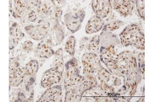 Immunoperoxidase of purified MaxPab antibody to RBM9 on formalin-fixed paraffin-embedded human placenta. (RBM9 抗体  (AA 1-380))