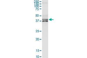 CFHR1 MaxPab rabbit polyclonal antibody.