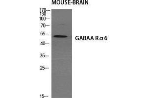 Western Blot (WB) analysis of specific cells using GABAA Ralpha6 Polyclonal Antibody. (GABRA6 抗体  (Internal Region))