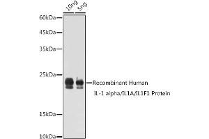 Western blot analysis of extracts of Recombinant Human IL-1 alpha/IL1A/IL1F1 Protein, using IL1A antibody (ABIN6129280, ABIN6142331, ABIN6142332 and ABIN6217051) at 1:1000 dilution. (IL1A 抗体  (AA 112-271))
