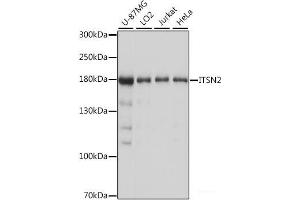 Western blot analysis of extracts of various cell lines using ITSN2 Polyclonal Antibody at dilution of 1:1000. (Intersectin 2 抗体)