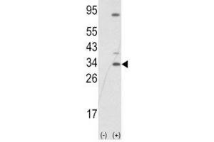 Western blot analysis of SNAI1 antibody and 293 cell lysate (2 ug/lane) either nontransfected (Lane 1) or transiently transfected with the SNAIL gene (2). (SNAIL 抗体  (AA 1-30))