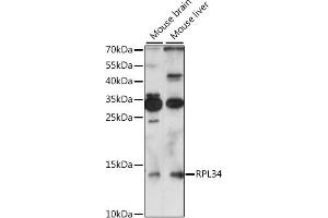 Western blot analysis of extracts of various cell lines, using RPL34 antibody (ABIN7270003) at 1:1000 dilution. (RPL34 抗体  (AA 1-117))