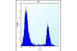 ANGPTL7 Antibody (C-term) (ABIN656573 and ABIN2845834) flow cytometric analysis of 293 cells (right histogram) compared to a negative control cell (left histogram). (ANGPTL7 抗体  (C-Term))