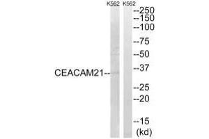 Western blot analysis of extracts from K562 cells, using CEACAM21 antibody. (CEACAM21 抗体)