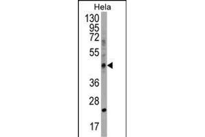 CHID1 Antibody (C-term) (ABIN1537056 and ABIN2848781) western blot analysis in Hela cell line lysates (35 μg/lane). (CHID1 抗体  (C-Term))