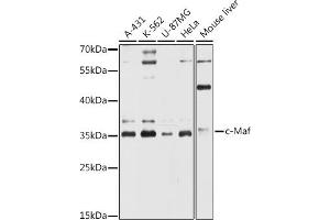 Western blot analysis of extracts of various cell lines, using c-Maf antibody (ABIN6132324, ABIN6143427, ABIN6143428 and ABIN6216457) at 1:3000 dilution. (MAF 抗体  (AA 314-403))