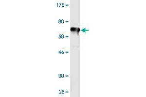 Western Blot detection against Immunogen (66.