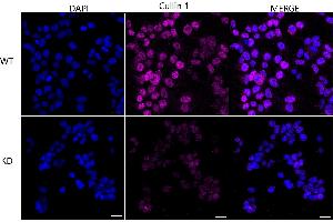 anti-Cullin 1 (CUL1) antibody