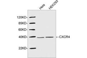 Western blot analysis of cell lysates using 1 µg/mL Rabbit Anti-CXCR4 Polyclonal Antibody (ABIN398648) The signal was developed with IRDyeTM 800 Conjugated Goat Anti-Rabbit IgG. (CXCR4 抗体  (N-Term))