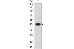Western blot analysis using CD44 mAb against human CD44 (AA: extra 36-194) recombinant protein. (CD44 抗体  (AA 36-194))