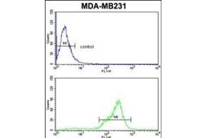 TBC1D4 Antibody (N-term) (ABIN652462 and ABIN2842314) flow cytometric analysis of MDA-M cells (bottom histogram) compared to a negative control cell (top histogram). (TBC1D4 抗体  (N-Term))