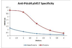 Image no. 2 for anti-Programmed Cell Death 4 (PDCD4) (Internal Region), (pSer457) antibody (Biotin) (ABIN1043755) (PDCD4 抗体  (Internal Region, pSer457) (Biotin))