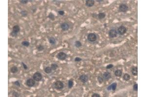Detection of PNPO in Mouse Liver Tissue using Polyclonal Antibody to Pyridoxamine-5'-Phosphate Oxidase (PNPO) (PNPO 抗体  (AA 1-261))