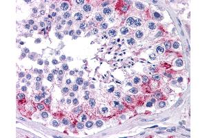 Anti-FAM175A / CCDC98 antibody IHC of human testis.