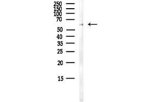 Western blot analysis of lysates from HepG2 cells(LPS,4h treatment), using LMAN1 Antibody at 1/1000 dilution.